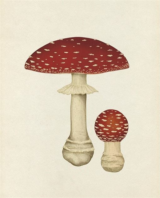 Curators Collection (fungi) (welcome to the Museum)