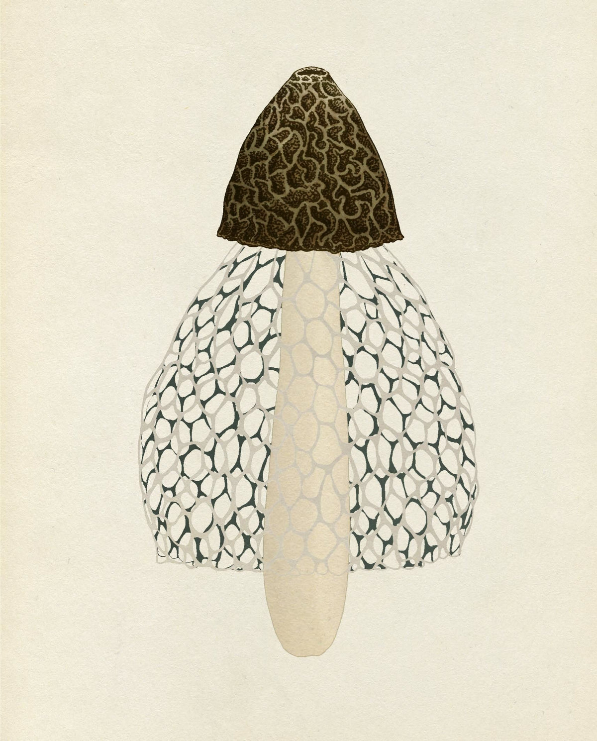 Curators Collection (fungi) (welcome to the Museum)