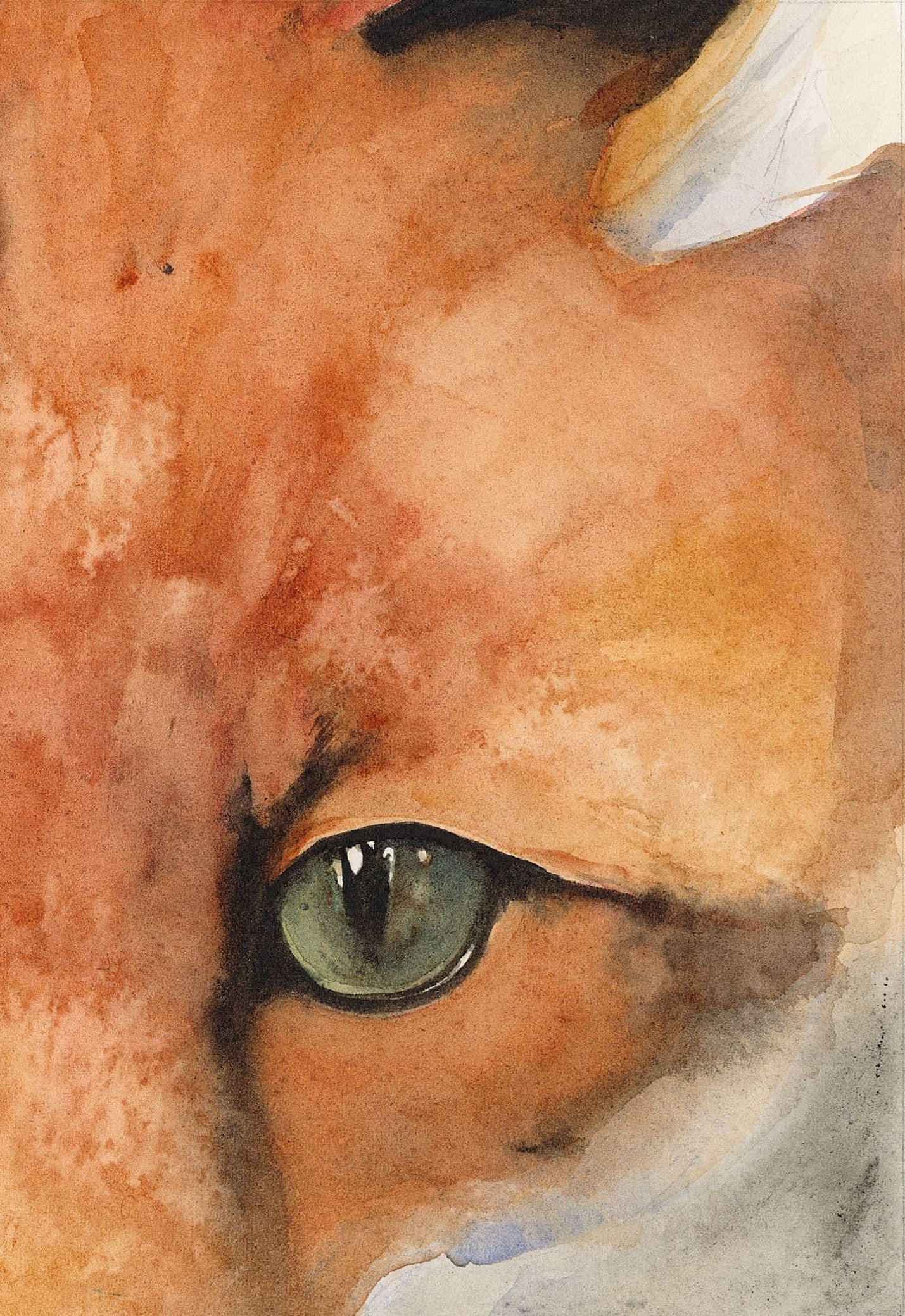 The Lost Spells: close-up of Jackie Morris's watercolour wildcat eye, amber and grey-green tones with vivid slit pupil