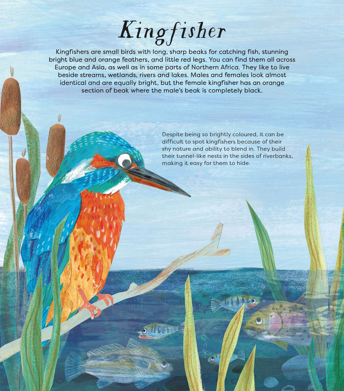 Birds of a Feather book interior spread showing illustrated kingfisher page with descriptive educational text