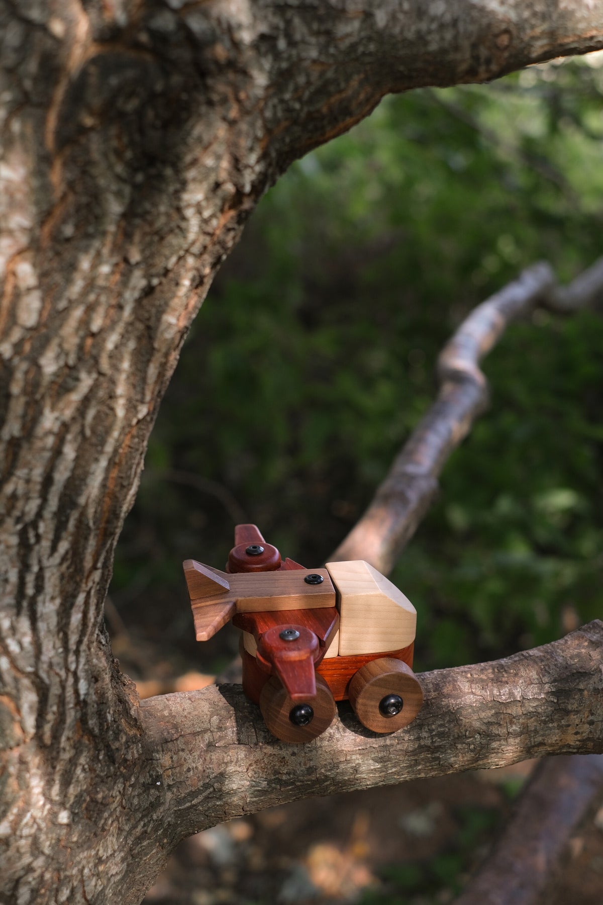 Walnut & Padauk Aeroplane perched on a tree branch in the woods