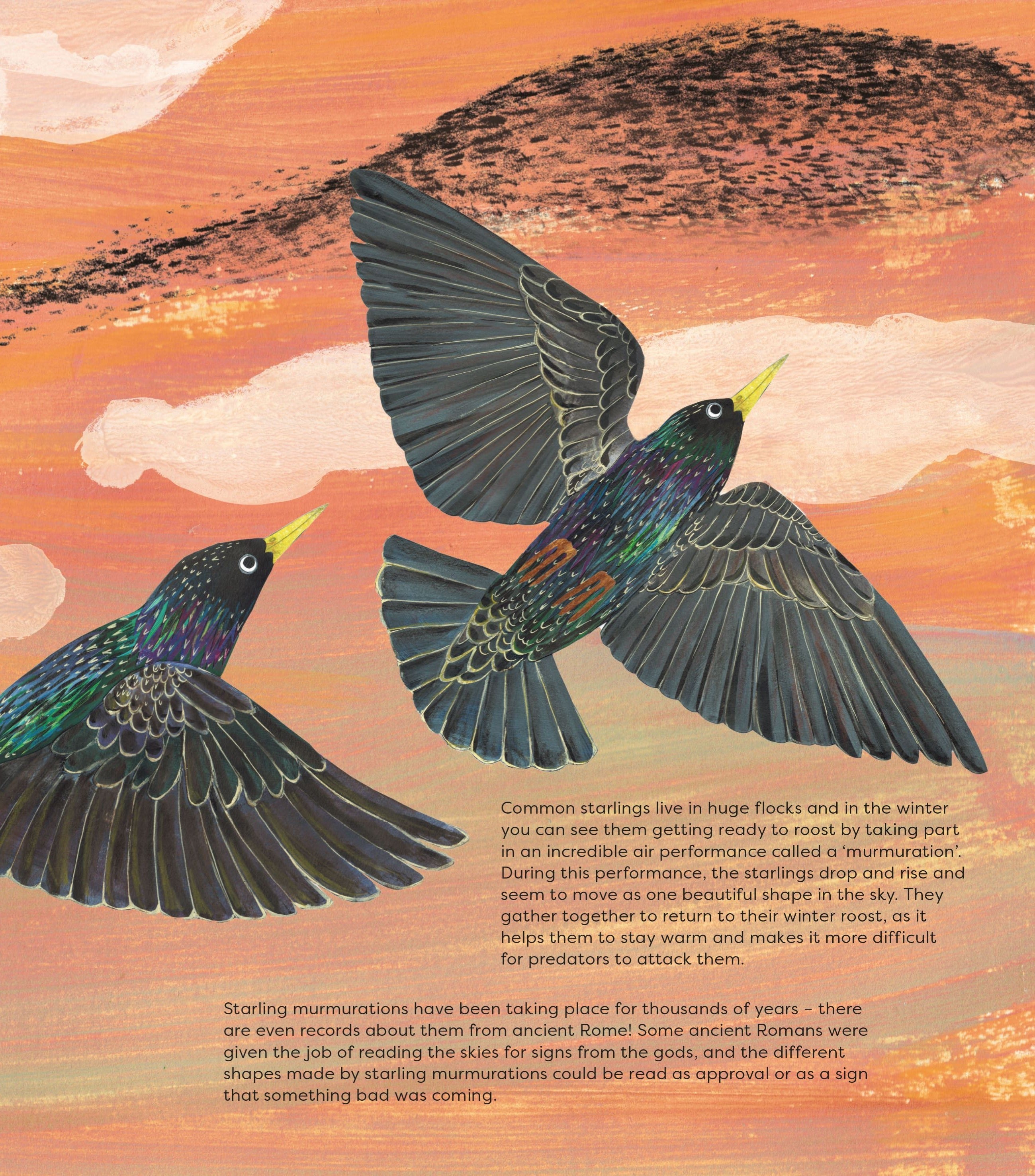 Birds of a Feather book interior page: illustrated starlings in flight at sunset with murmuration in background