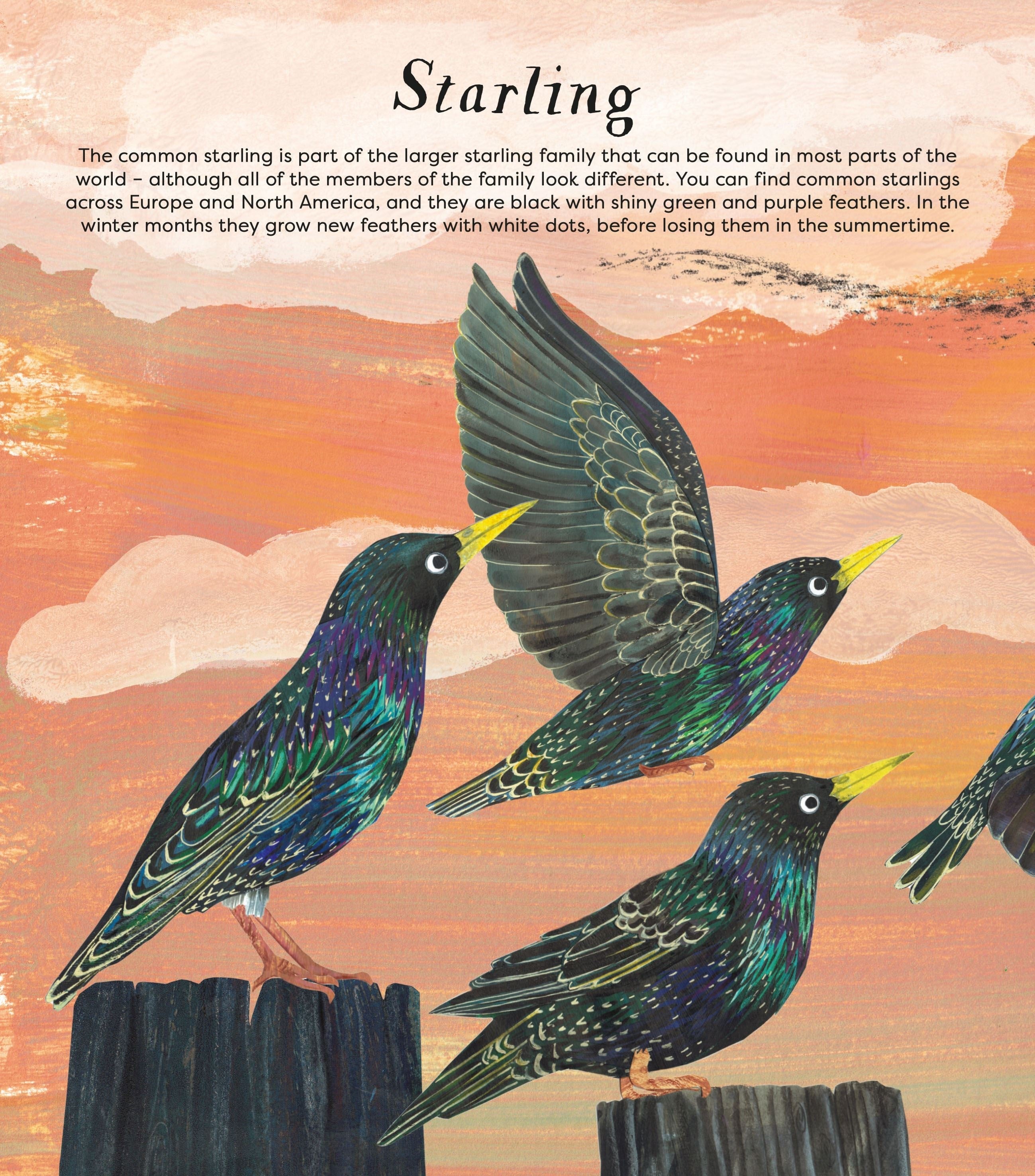 Birds of a Feather book interior: illustrated starling page with iridescent plumage against a sunset sky, showing