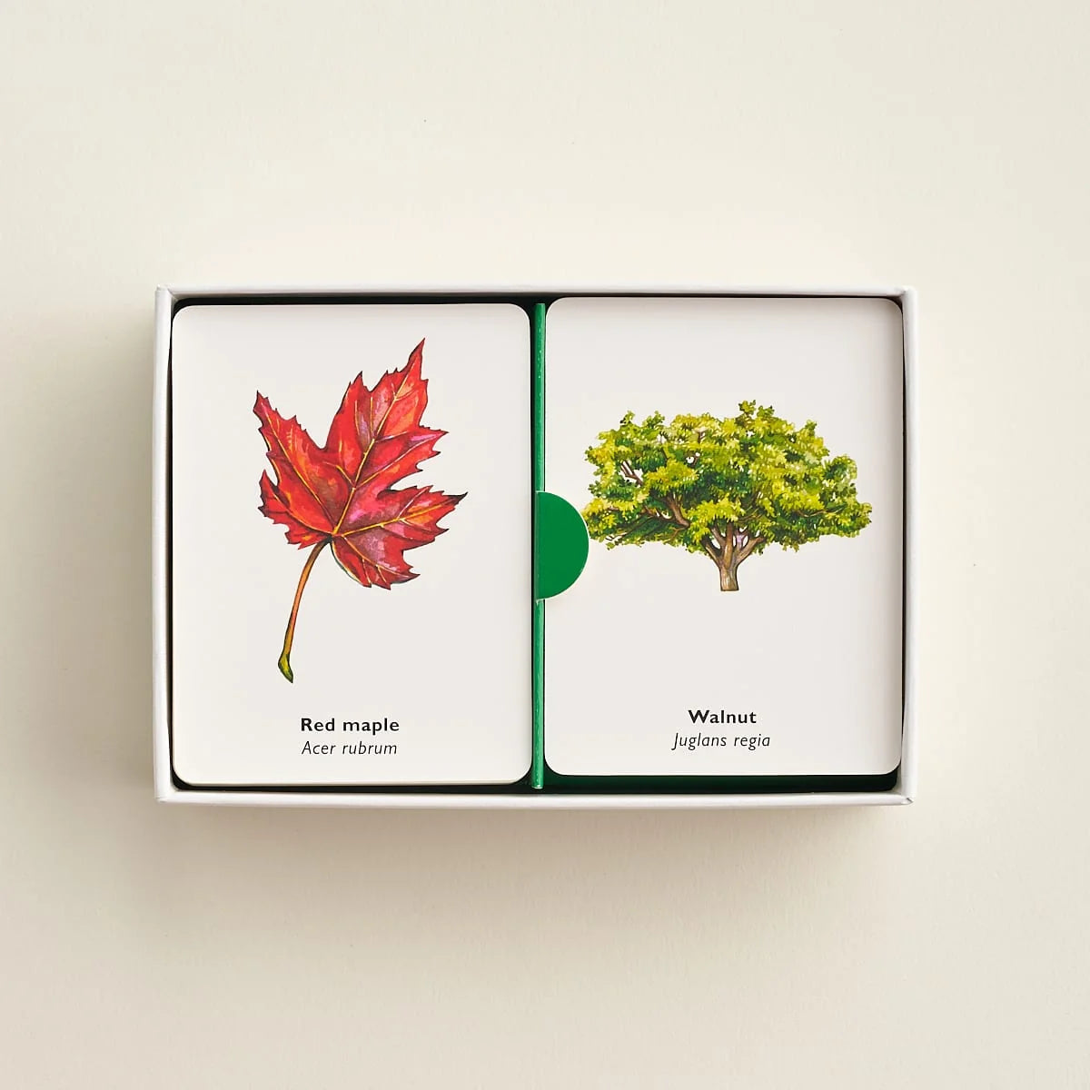 Match a Leaf memory game packaging showing two illustrated cards: a red maple leaf and a walnut tree with botanical labels.