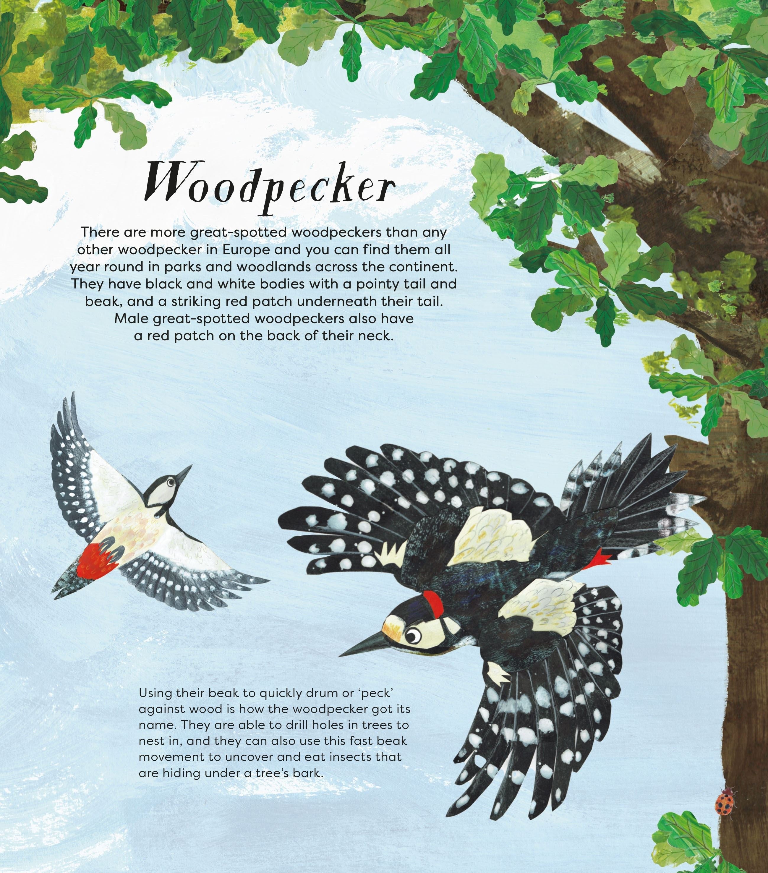 Birds of a Feather book interior: illustrated woodpecker spread with botanical art by Kate Read