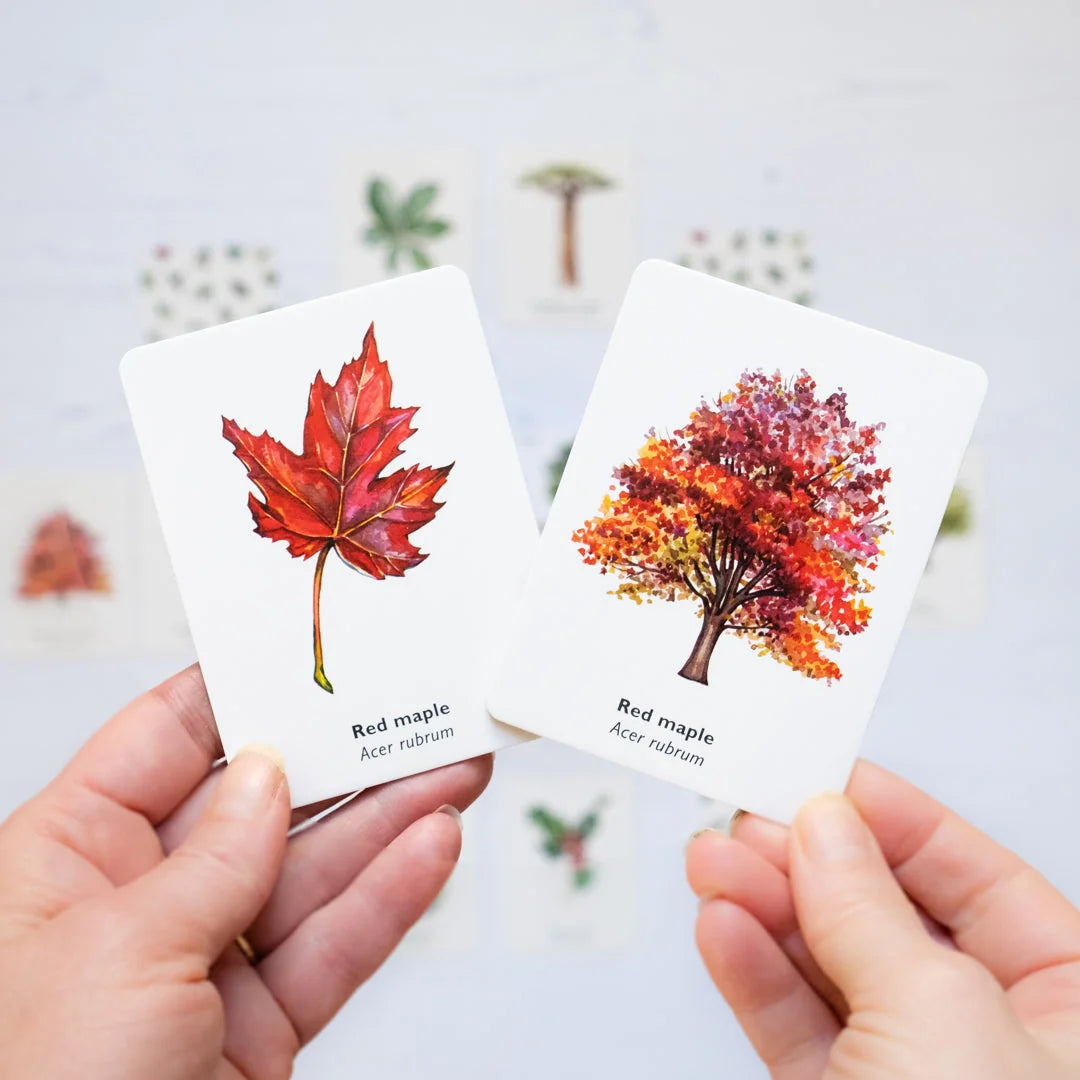 Hands holding Match a Leaf memory game cards showing red maple leaf and red maple tree watercolour illustrations