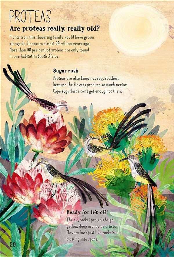 The Big Book of Blooms interior spread page 20 showing illustrated proteas and Cape sugarbirds with educational text