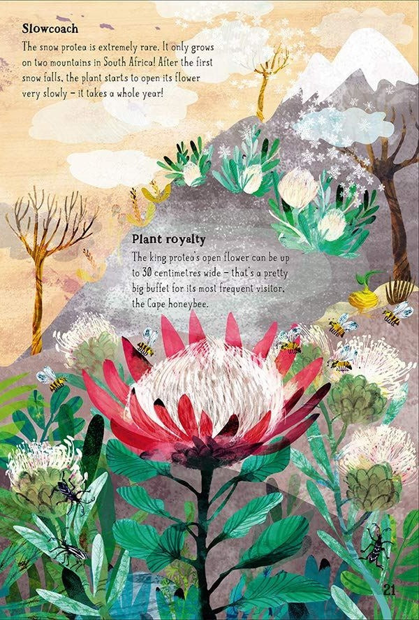 Big Book of Blooms interior page 21 showing watercolour protea illustrations with Cape honeybees and South African landscape