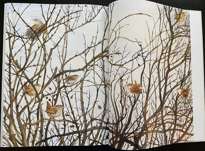 The Lost Words book open to a watercolour double-page spread of wrens perched on bare winter branches