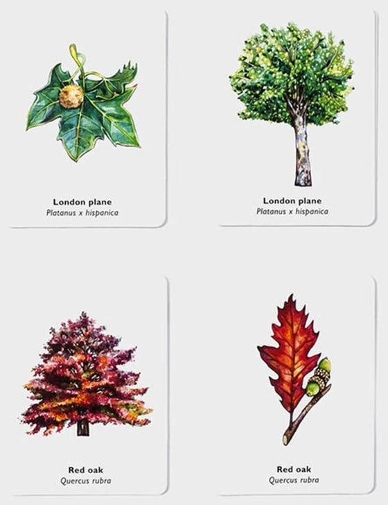 Match a Leaf memory game cards showing London plane and red oak illustrated pairs with botanical watercolour artwork