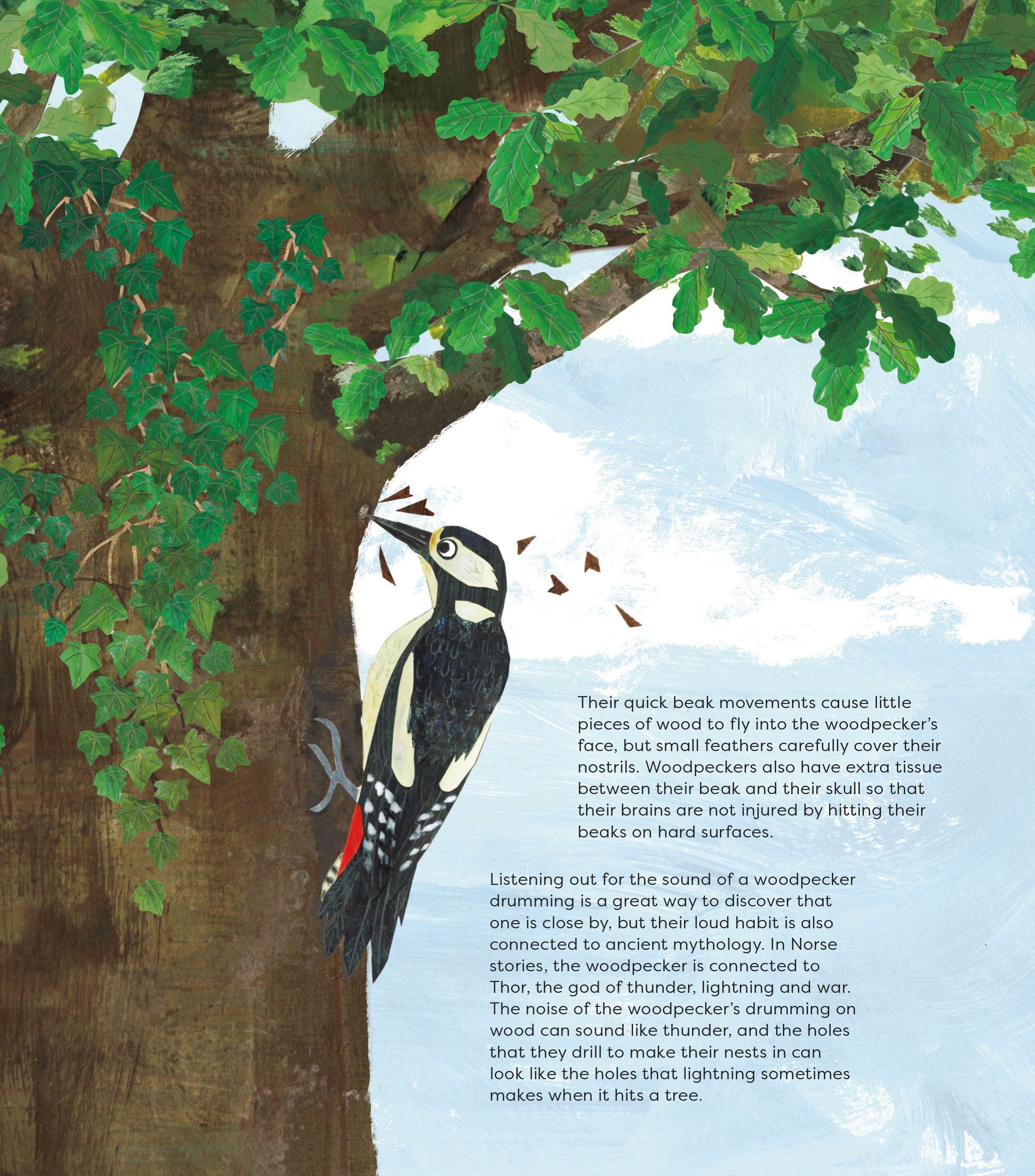 Birds of a Feather book interior spread showing illustrated Great Spotted Woodpecker with oak leaves and descriptive text