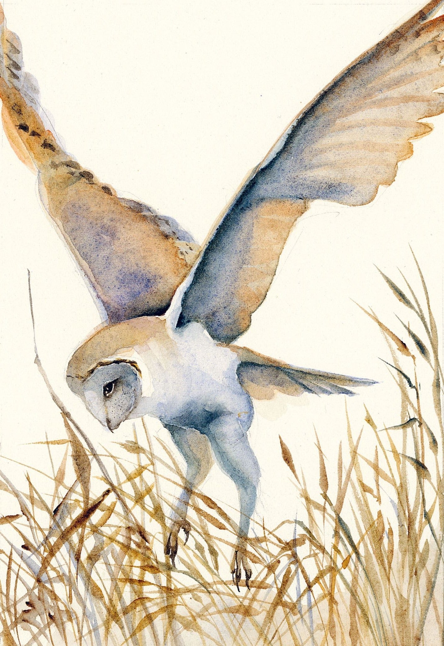 The Lost Spells: Jackie Morris watercolour of a barn owl diving over golden grasses, illustrating the book's interior artwork