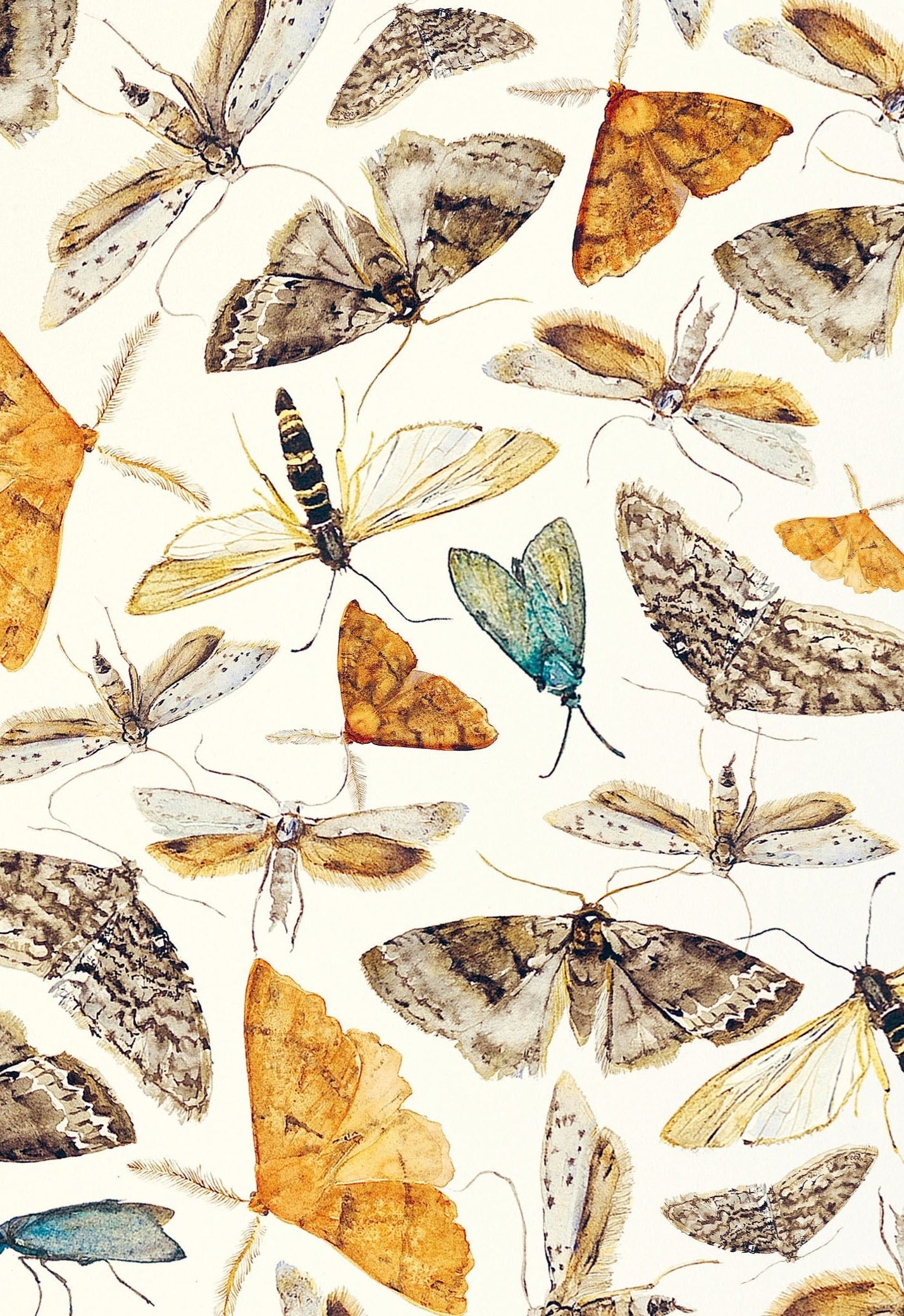 The Lost Spells gift wrap featuring Jackie Morris watercolour moths and butterflies on cream background