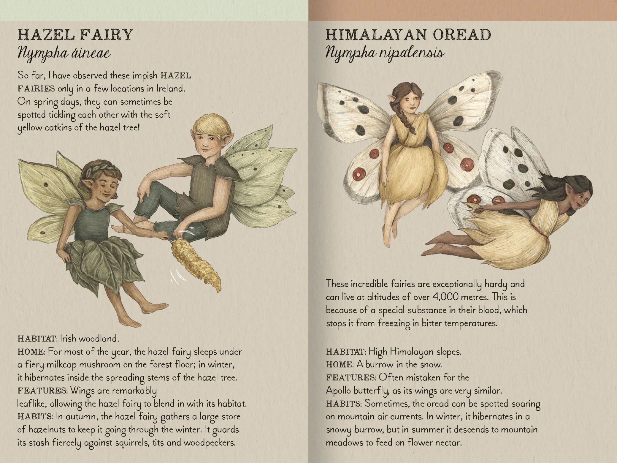 Find the Fairies memory game booklet showing Hazel Fairy and Himalayan Oread illustrated spreads with naturalist descriptions