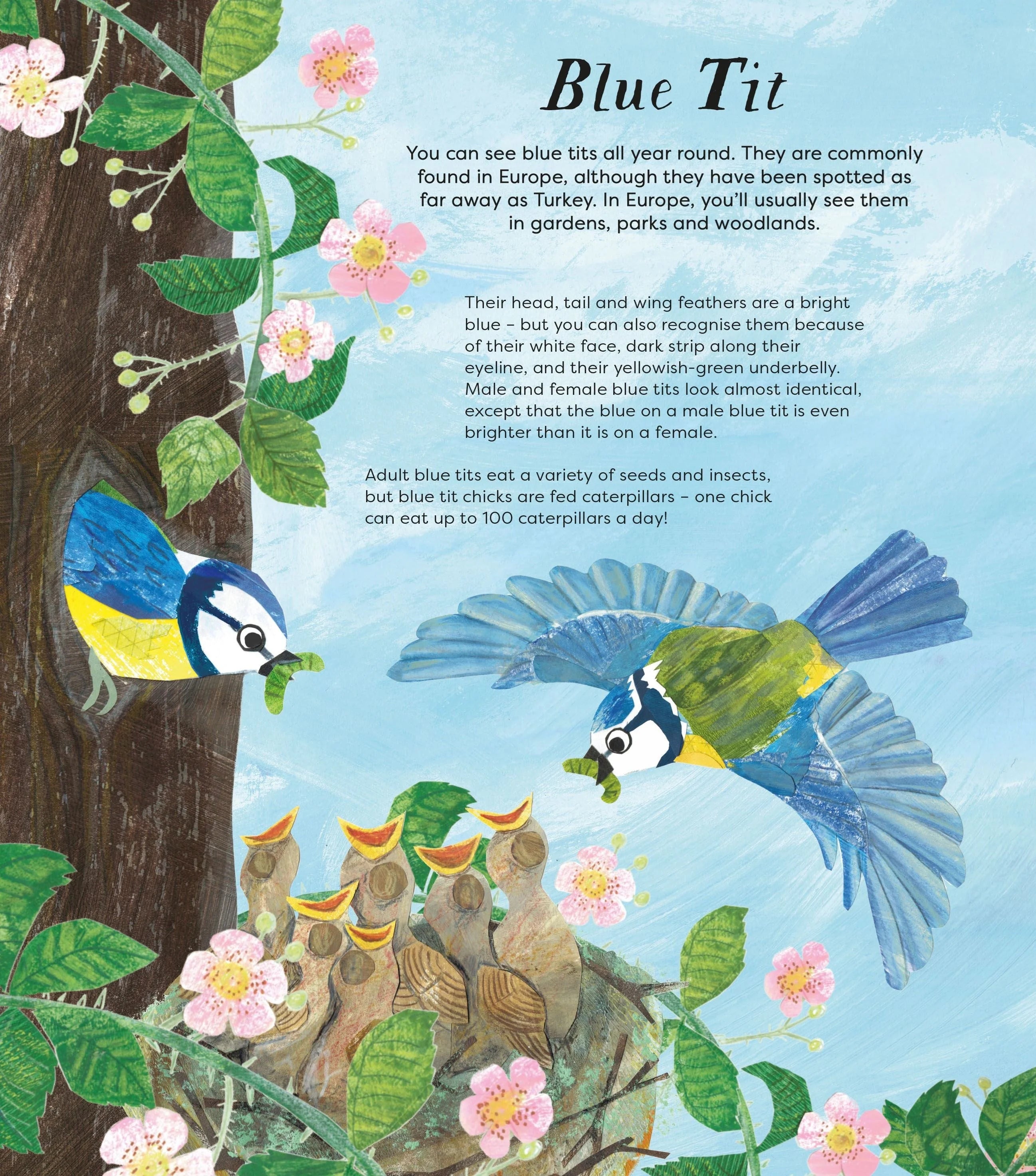 Birds of a Feather book interior spread showing illustrated blue tits feeding chicks in a nest with factual text