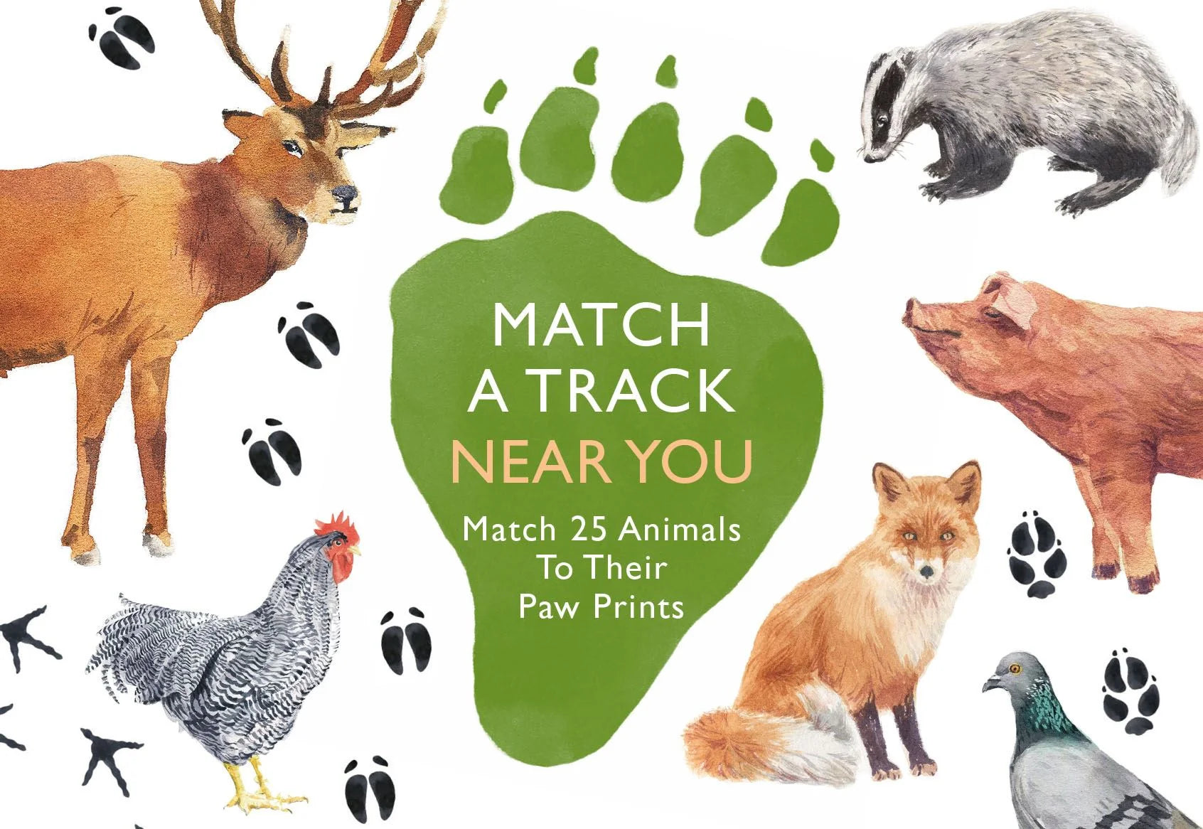 Match a Track Near You game box cover with watercolour stag, badger, fox and animal tracks on white background