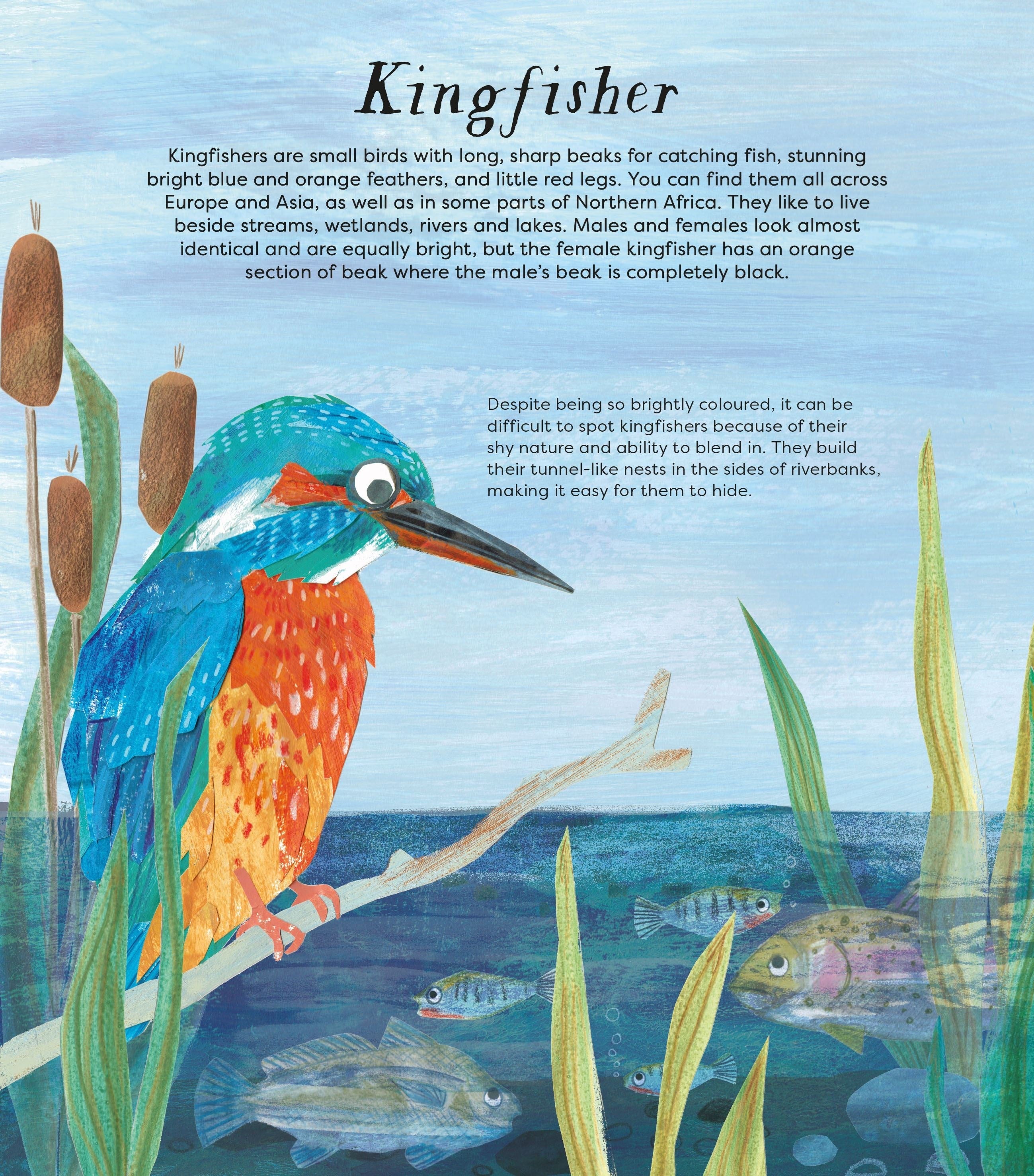 Birds of a Feather book interior spread showing illustrated kingfisher page with descriptive educational text
