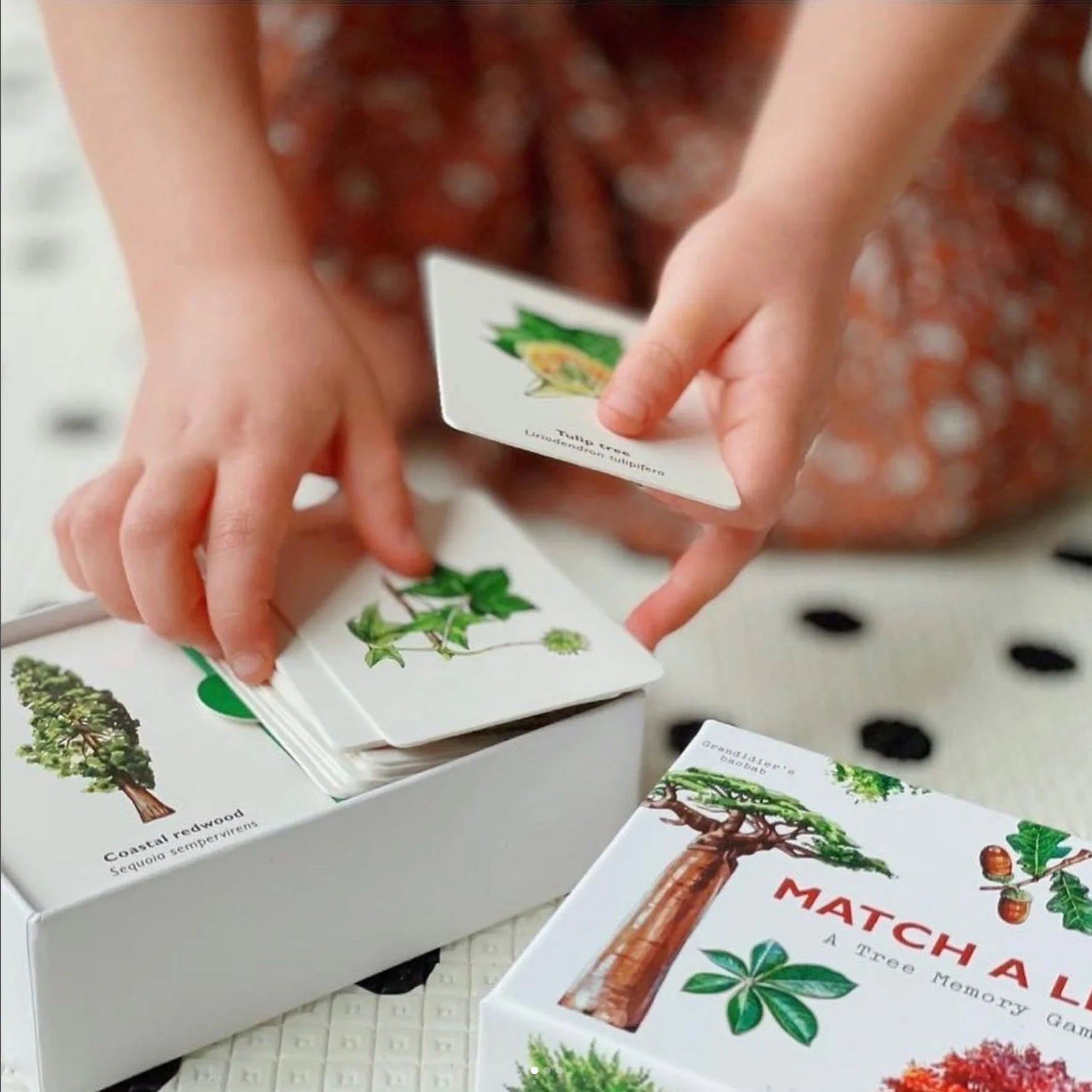 Child's hands sorting Match a Leaf Tree Memory Game cards, with Tulip tree card held up and illustrated box visible.
