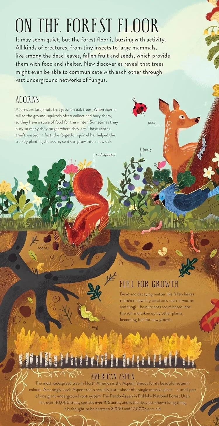 Build a Tree kit book page: illustrated 'On the Forest Floor' infographic showing squirrel, deer, roots and worms