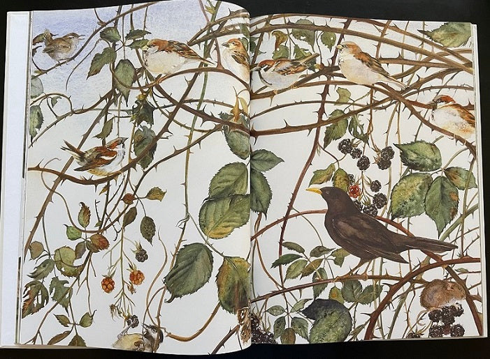 The Lost Words book interior showing watercolour birds and bramble botanical illustration
