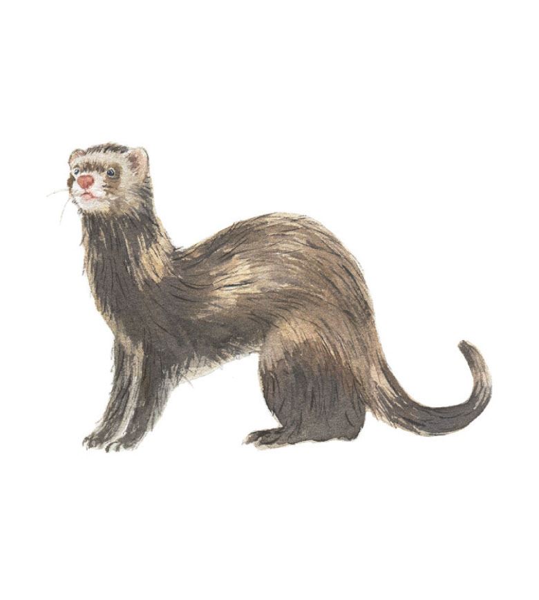 Watercolour ferret illustration from Match a Track Near You Game, showing British wildlife artwork style used on game cards